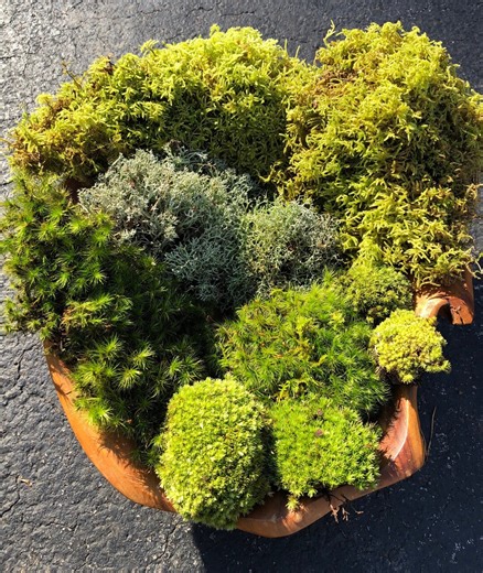 Live Moss Mix: 4 Variety Pack for Terrarium / Vivarium - Etsy