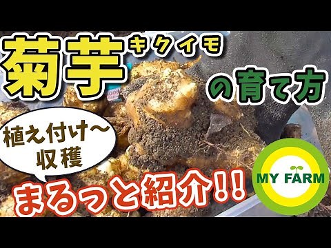 菊芋（キクイモ）の育て方 種芋の植え付けからお手入れ・収穫まで全部見せます！│初心者向け菜園ムービー