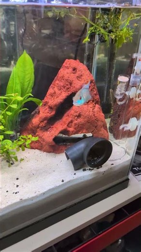 Electric Blue Acara Cichlid showing off his colors.