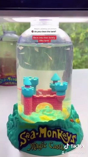 How to safely clean your Sea-Monkeys tank! #shorts