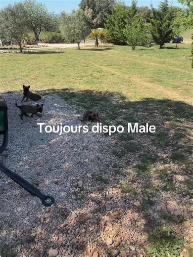 Vidéos de Elevage de malinois (@elevage_mas_guillaume) avec original sound - IngaRose