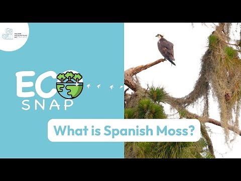 Why Spanish Moss Matters More Than You Think