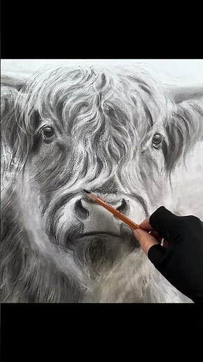 Drawing A Highland Cow ~Charcoal Drawing #shorts #charcoaldrawing