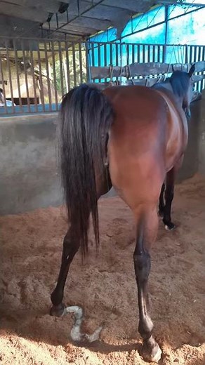 The horse pee