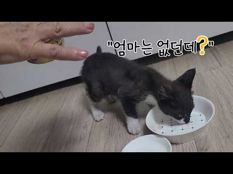 Mom wasn't there? The story of Dami, the kitten who cried and followed us for 200 meters