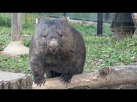 【wombat】ウォンバットのフクちゃん、こっち見る(五月山動物園)