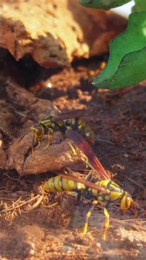 Brother, stop grooming, let's play together, but it still looks at me warily.