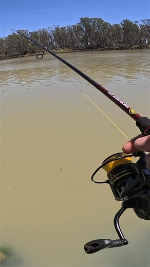 Walking the banks of the Murray river with worms is a fun option when the water is super dirty #murrayriver #goldenperch #fishing #thefullscalefishingadventures | The Full Scale - Fishing Adventures