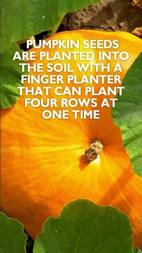 How Do Pumpkins Grow?