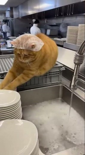 This Cat Was Fired… Then Rehired as a Dishwasher 😭🐱