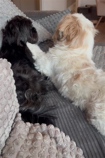 Part 2 #feelgood #shihtzusoftiktok #shihtzu | shih tzu