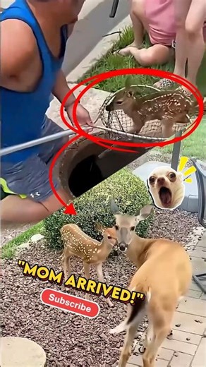 She was alone in the drain until strangers saved her #heartwarming #faith