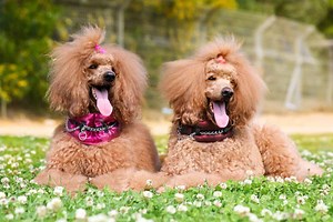 The 7 Top Reasons That Poodles Are the Perfect Guard Dog