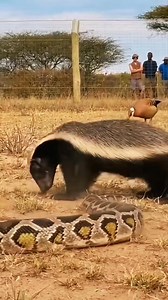 “Real Wildlife. Real Tension. Honey Badger vs python.”🔥#Wildlife #HoneyBadger #animals #WildFaceOff #NatureShock #ViralVideo #junglemoment | The Ben ten