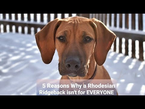 5 Reasons why a Rhodesian Ridgeback isn't for everyone!