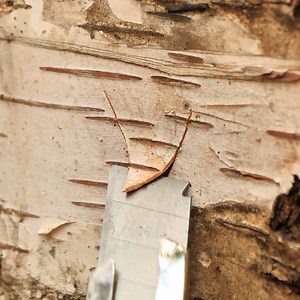 188K views · 118 reactions | Hacks for Tree Juice! | Science, Tech and Universe | Facebook