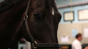 Healing horses with stem cells