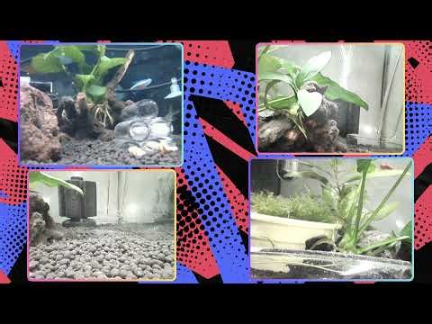 LIVE 4K Red Neocaridina Tank • Relaxing 24/7 Shrimp Horizontal Stream