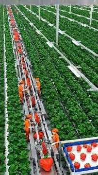 From Fresh Berries to Dreamy Cream Cakes: A Strawberry Factory's Sweet Transformation Revealed