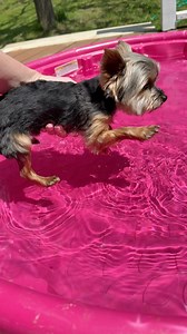 Doing laps in my huge pool 😎☀️ #summertime #yorkie #teacupyorkie #tinydogs #cutie | Sammy in the City