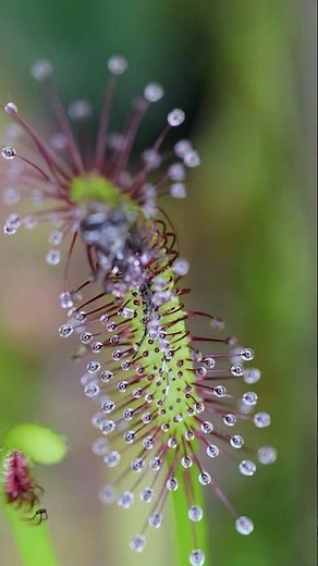 Carnivorous Cape Sundew (Drosera Capensis) eats an Asian Tiger Mosquito (Aedes Albopictus)
