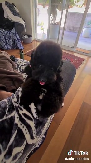 Đáng yêu với những chú chó poodle đen