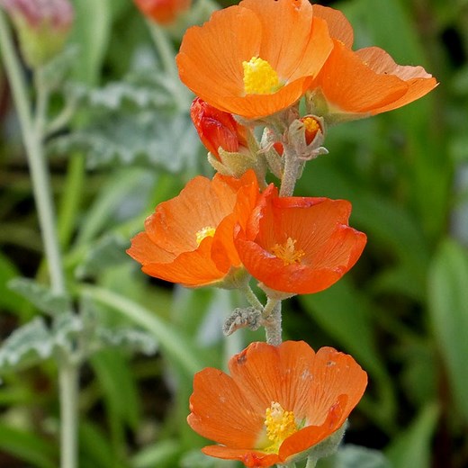 Munro's Orange Globe Mallow, Sphaeralcea munroana | High Country Gardens
