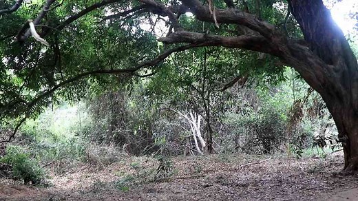 How to Build a Treehouse Using Only Bamboo
