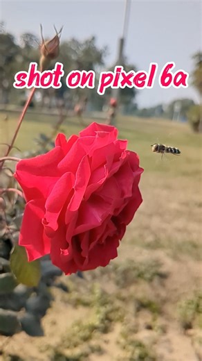 google pixel 6a camera test