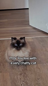 7.9K views · 273 reactions | Chatty cat Nonna has a LOT to say! I've heard that this is quite common for himalayan cats, maybe it's the siamese in them! #munchkincats #rescuecatsofinstagram #himalayancat #talkingcat | Munckin Stevie | Facebook