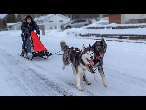 Our Husky's First Time Pulling a Dog Sled!