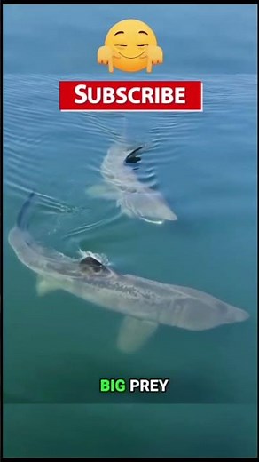 Basking Shark Facts That Will Blow Your Mind #wildlife #facts #shark