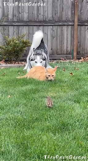 60M views · 1.5M reactions | Cat Hunting a Bird… Until the Husky Screams Behind Him ➡️  100% AI video for fun & laughs! Every scene is digitally created — no real animals, babies, or people.  Enjoy and share!  No reuploads. #AIreel #AIfunny #AIanimals #AIfun #CreativeAI #AIvideo #AImagic | Tiny Paws Garden | Facebook