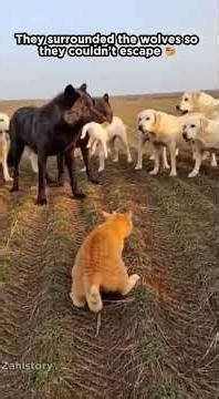 Animals also know how to help ❤️