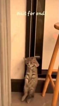 Cat Did it...No Me!😺😆 #funny #cat #comedy