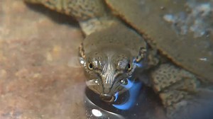 Wildlife Watch: Spiny soft shell turtle