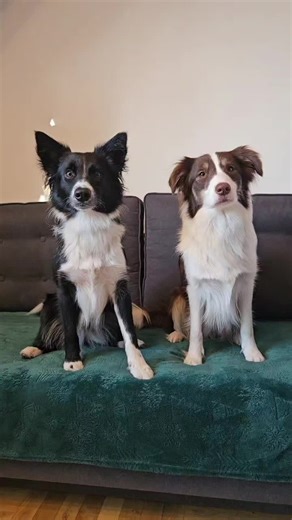 Miłość do Border Collie w społeczności psów