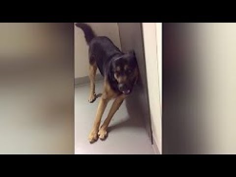 Drunk Animals - Funny Animals Compilation 2025