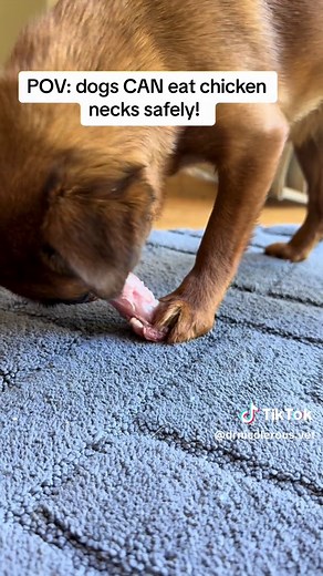 Safely Feeding Chicken Necks: The Best Bones for Dogs