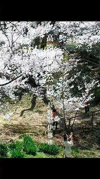 【高遠城址公園・伊那市】天下第一の桜｜やさしい桜色に包まれて【ひとり時間の風景】
