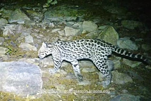 🚨 RARE OCELOT DETECTION🚨 This elusive spotted cat was just captured on camera in the Santa Rita Mountain region. This is only the second time in recorded history that an ocelot has been documented in this region. (the last ocelot detection in the Santa Rita region was 2013–2014 by the University of Arizona Wild Cat Center) 🐆🌵 This detection comes from long-term, noninvasive monitoring by the UA Wild Cat Research & Conservation Center, where millions of trail-camera images help us understand 