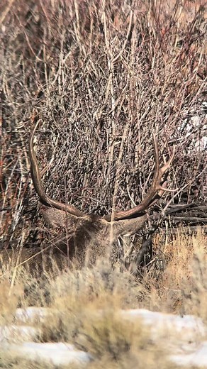 big.muleys on TikTok