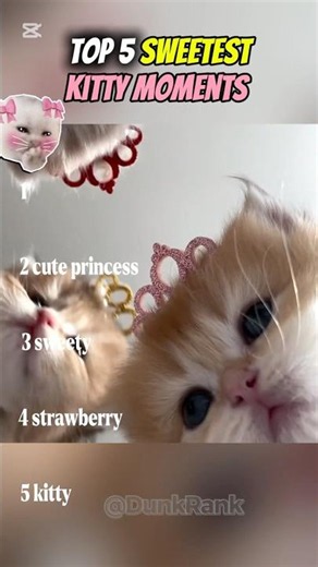 🐱 Top 5 Sweetest Kitty Moments 💖