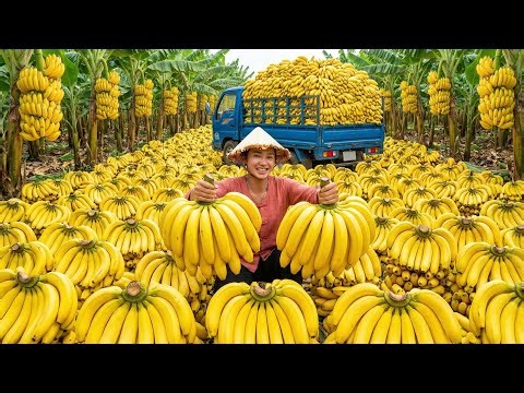 Harvesting TONS of Giant Bananas & Transporting Them by Three-Wheeled Cart to Sell at the Market