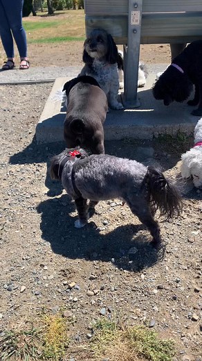 Meeting friends and a new friend (Meg ) | Pegasus Pet and Child Care | Facebook