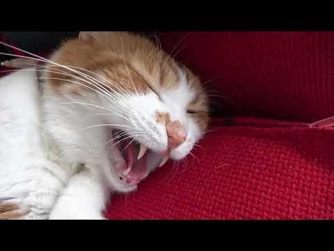 大笑い！ゲゲゲの鬼太郎を一緒に歌う猫！笑いが止まらないw