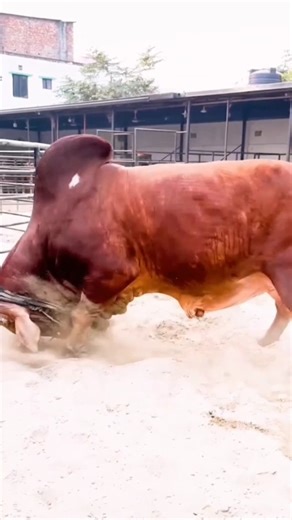 Pakistan the Most Powerfull Bull #meatworld #cow #cattleworld #bull #meatmarket #eid2026 #cowlover