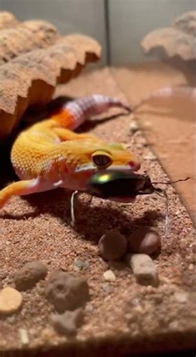 That One’s Still Fighting! Leopard Gecko Feeding Time🦎🪲#LeopardGecko #Beetle #NatureIsWild