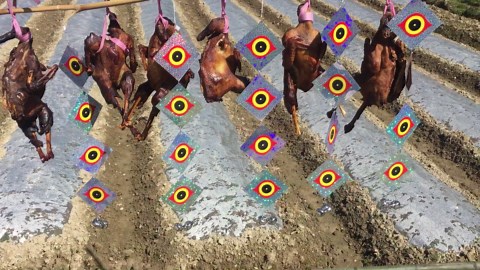 Bird Reflective Devices,Scare Bird Away - Wind-Driven Bird Away Device Birds Scare Discs for Home Garden Double-Sided Bird Scare Control Devices,Keep All Birds Away