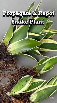 Snake Plant Care And Propagate | Propagate And Repot Small Plants | Plants Dividing And Repotting